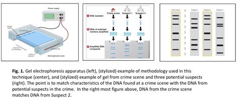 1.11: Gel electrophoresis .